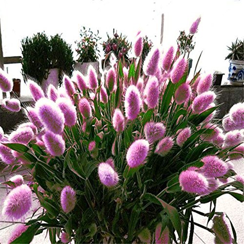 Hot Selling Gimax 100PcsPack Rabbit Tail Grass Seeds Mixed Color Garden Bunny Tail Grass Decor Plants - Color Purple
