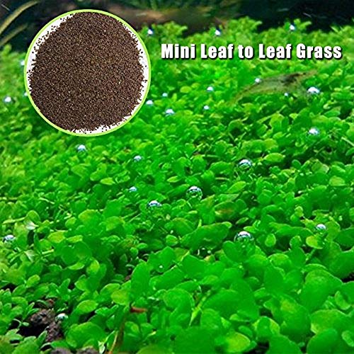 Kofun Fish Tank Aquarium Plant Seeds Aquatic Water Grass Decor Garden Foreground Plant Leaf Grass 1000pcs