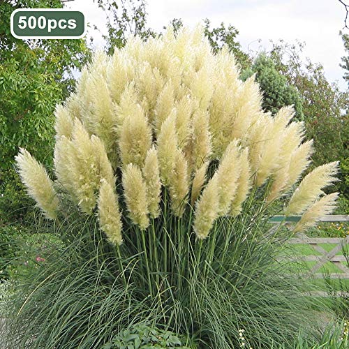 Mggsndi 500Pcs Pampas Grass Ornamental Plant Seeds Garden Yard Growing DIY Home Decor - Heirloom Non GMO - Seeds for Planting an Indoor and Outdoor Garden White Pampas Grass Seeds