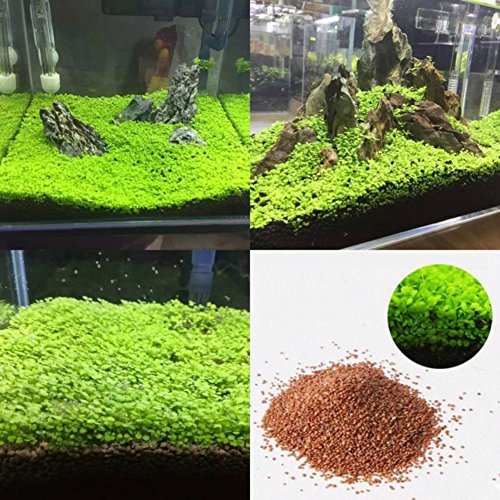 Seed Fish Tank Aquarium Plant Seeds Aquatic Water Grass Decor Garden Foreground Plant - S