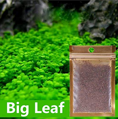 Wpmlady 2 Pack Aquarium Grass Plants SeedsAquatic Leaf Carpet Water GrassOxygenating Weed Live Pond Plant SeedsFish Aquatic Water Grass DecorEasy to Plant Grow Maintain Large Leaf Grass