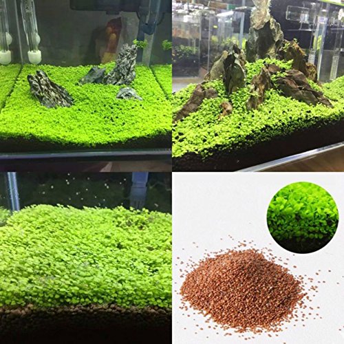 everd1487HH Fish Tank Aquarium Plant Seeds Water Grass Decor Garden Foreground Plant Garden and Home Bonsai Easy to Grow Flower Plant Seeds S