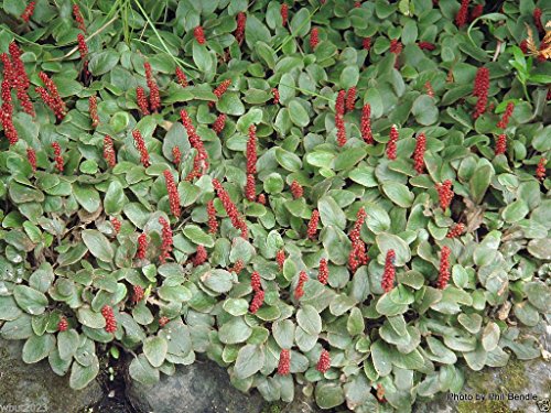 10 Creeping Rhubarbseed- Groundcover  Mat-forming  Dense Perennial