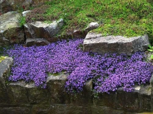 100 Creeping Thyme Groundcover Seeds - Perennial Flower - Lavendar Falls