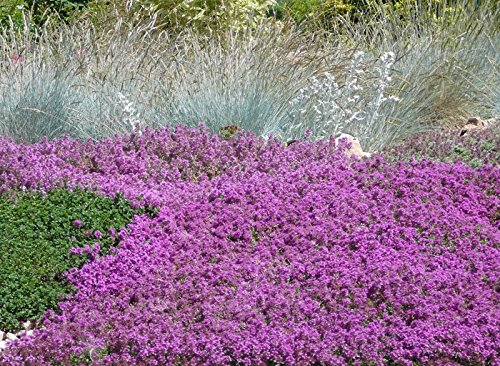 100 Flowering Groundcover Seeds - Creeping Thyme -quotmother Of Thyme&quot Perennial