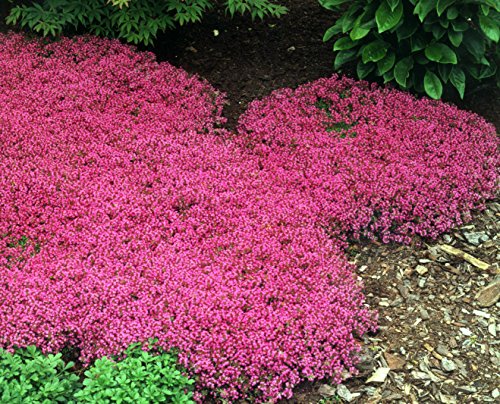 100 Perennial Flower  Groundcover Seeds - Creeping Thyme - Scarlet Fragrant
