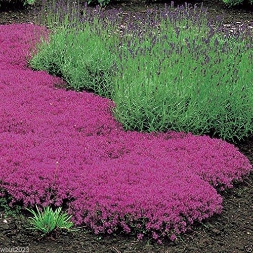 1000 Seeds Creeping Thyme Seeds - Magic Carpet - Thymus Serpyllum- Perennial Ground Cover 