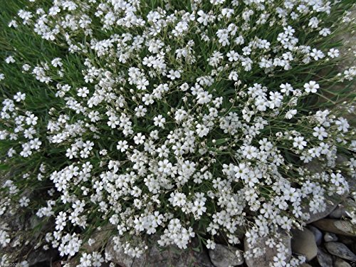200 Creeping Babys Breath White Flowersgypsophila Repens perennial 