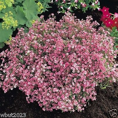 300 Gypsophila Seeds - Repens Rose Creeping Babys Breath Flowers Perennial 