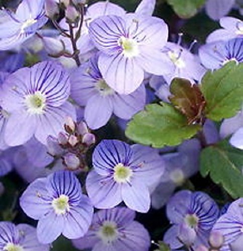 50 Veronica Creeping Blue Speedwell Flower Seeds  Perennial