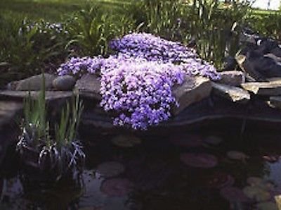 6 Creeping Phlox Plants - Bright Lavenderndash Perennial