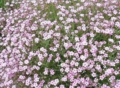 75 Perennial Flower  Groundcover Seeds - Creeping Babys Breathquotrose&quot