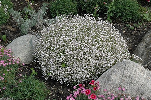 Creeping Babys Breath Flowers 200 Seeds White Gypsophila Repens  Perennial 