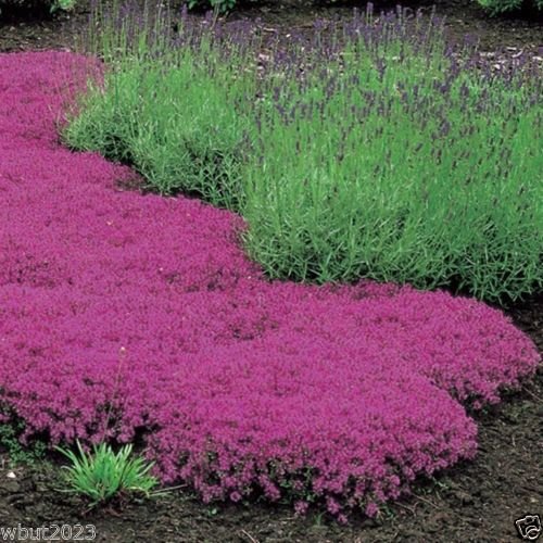 Creeping Thyme Seeds - Magic Carpet - Thymus Serpyllum- Perennial Ground Cover