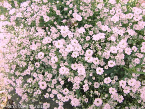 Hardy PERENNIAL BABYS BREATH CREEPING PINK Hanging Wedding Flower 50 Seeds