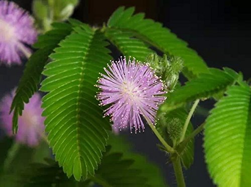 Mimosa Pudica sensitive Plant  Touch-me-not Creeping Perennial 500 Seeds
