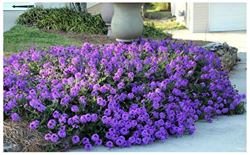 Moss Verbena - 50  Groundcover Seeds - Creeping Perennial Purple Flower