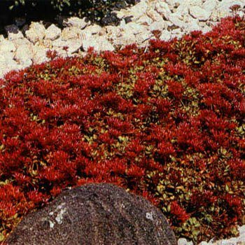 Sedum-creeping Reddragons Bloodquotstonecrop&quot 50 Perennial Ground Cover Seeds