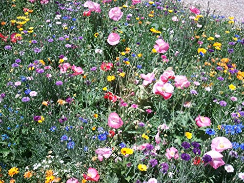 4th of July Mix PerennialAnnual Wildflowers - 025 Pound