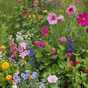 500 Flower Seeds Cottage Garden Mixture This annual and perennial mixture is composed of old-fashioned and antique 18 varieties Free Shipping