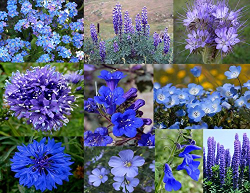Bamboo Cove Farm Seeds Annuals Perennials Best of the Blues Wildflower Seeds With a FREE Wildflower gift 1000 seeds