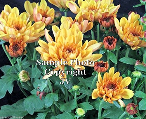 Chrysanthemum indicum Indian Chrysanthemum Annual -Perennial Flower Fall Blooms 250 seeds