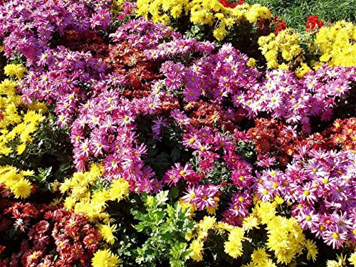Chrysanthemum indicum Indian Chrysanthemum Annual -Perennial Flower Fall Blooms