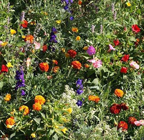 Deer ResistantWildflower Mix- 1 oz -Covers approx 225 sq ft5 - AnnualPerennial