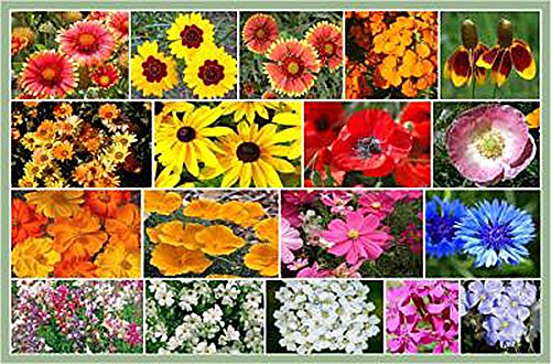 Dry Area Wildflower Seed Mix - Annuals and Perennials