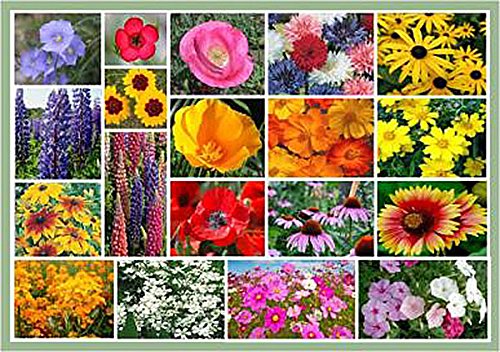 Full Sun Wildflowers - 20 Varieties of Annual and Perennial Flowering Plants