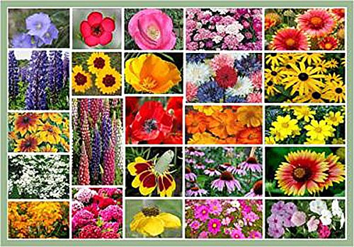 Midwest Mix of Wildflower Seeds - Annuals and Perennials 3 Oz