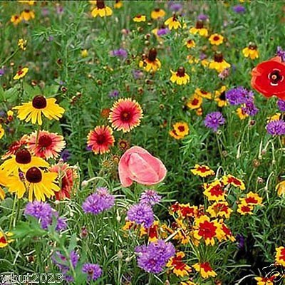 Midwest Wildflower Mix  1 Oz Seeds Covers Approx 225 Sq Ft5 - Annualperennial