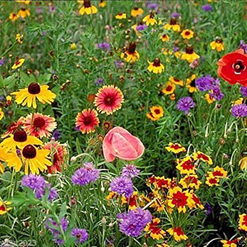 Midwest Wildflower Mix  1 oz Seeds Covers approx 225 sq ft5 - AnnualPerennial