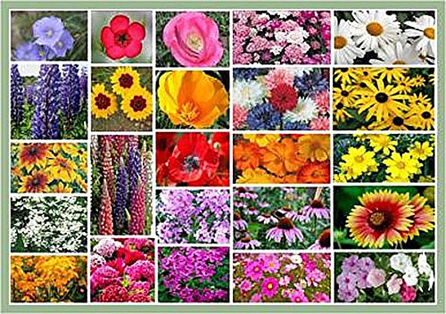Northeast Wildflower Seed Mix - Annuals and Perennials