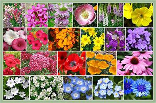Partial Shade Wildflowers - 1 Oz with 28 Varieties of Annual and Perennial Flowering Plants Non GMO - Neonicotinoid-Free