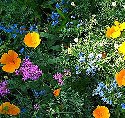 Partial Shade Wildflowers - 25 Varieties and Annual and Perennial Flowering Plants 5 Oz