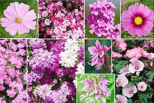 Pink Mixed Wildflower Seed - Annuals and Perennials Sun and Limited Shade