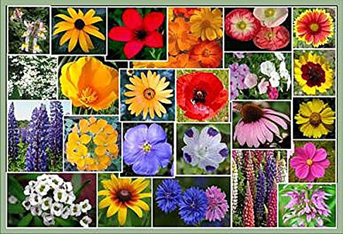 Southeast Wildflower Seed Mix - Annuals and Perennials