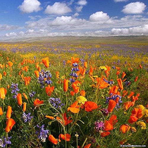 Southwest Wildflower Seed Mix - Annuals and Perennials - 3 Oz