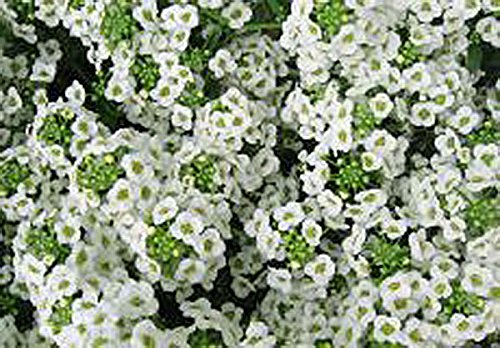 Tall Sweet Alyssum Seeds - Annuals and Perennials 3 Oz