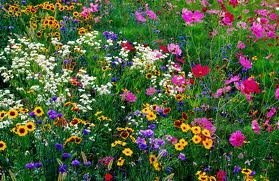 The Dirty Gardener AnnualPerennial Wildflower Seed Mix 1 1 Ounce