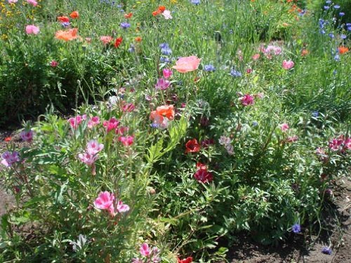 The Dirty Gardener AnnualPerennial Wildflower Seed Mix 1 - 1 Pound