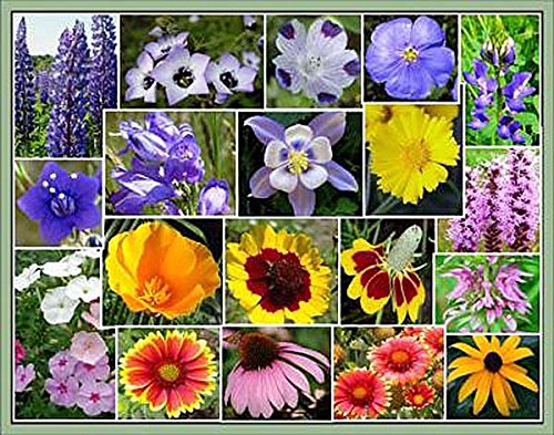 US Native Wildflower Seed Mix - Annuals and Perennials Sun and Partial Shade