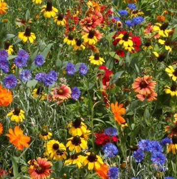 WILDFLOWER SEED MIX  ASSORMENT OF PERENNIAL ANNUAL  8 OUNCE PACKAGE