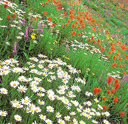 Western Wildflower Seed Mix - Annuals and Perennials Sun and Partial Shade