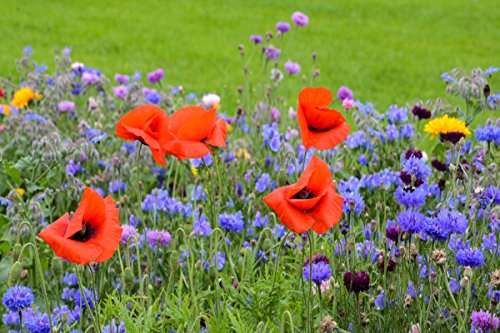 Wildflower Seeds Low Growing and Container Mix - 12 Ounce Over 3500 Open Pollinated Annual and Perennial Seeds