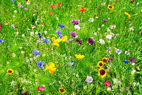 Wildflower Seeds Partial Shade Mix - 12 Ounce Over 3500 Open Pollinated Annual and Perennial Seeds 1