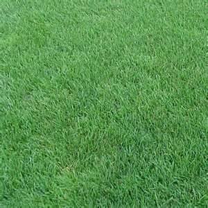 Perennial Ryegrass Seed Oro Verde Tetreploid - 10 Pound - Wizard Seed LLC