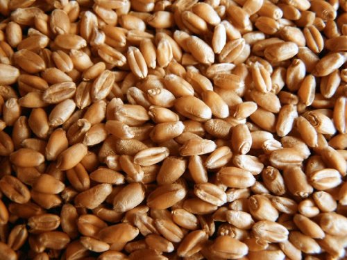 Certified Organic Wheatgrass Seeds 2lb