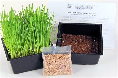 Mini Organic Pet Grass Kit - Grow Wheatgrass for Pets Dog Cat Bird Rabbit More - Includes Trays Soil Wheat Grass Seeds Instructions by Wheatgrass Kits